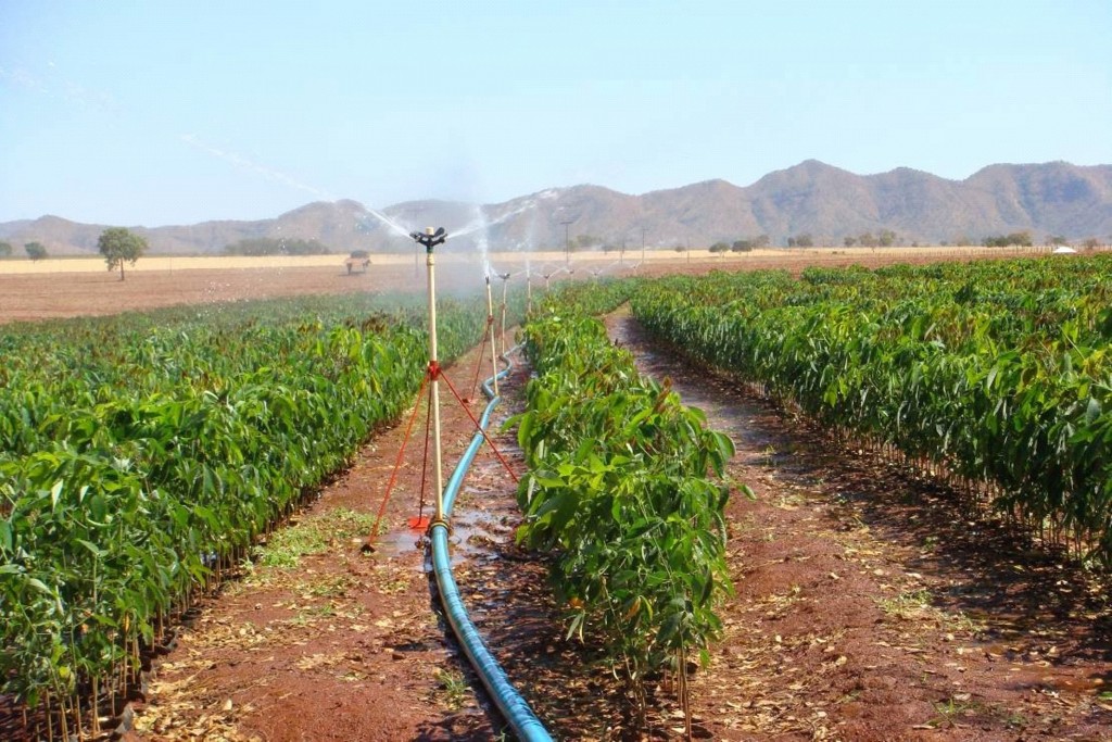  Clones de seringueira sãomais produtivos e tolerantes Ã  geada - Crédito Elaine Piffer